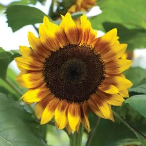 Helianthus annuus f1 pro cut bicolor dmr