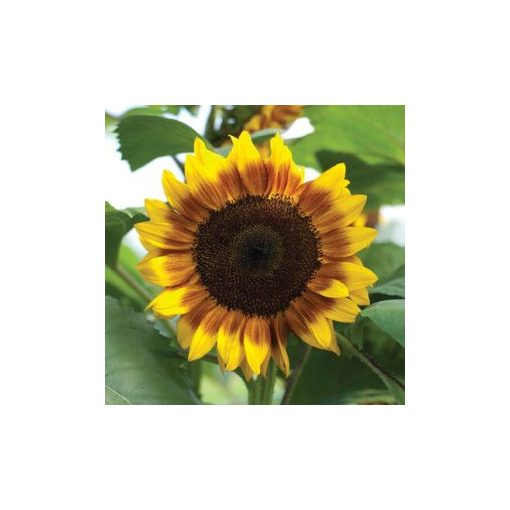 Helianthus annuus f1 pro cut bicolor dmr