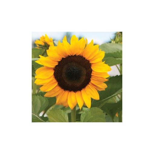 Helianthus annuus f1 pro cut orange