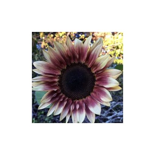 Helianthus annuus f1 pro cut plum