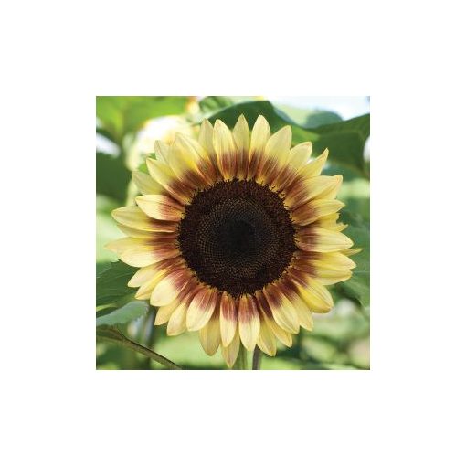 Helianthus annuus f1 pro cut red/lemon bicolor