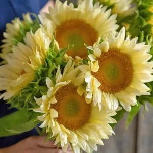 Helianthus annuus f1 pro cut white lite