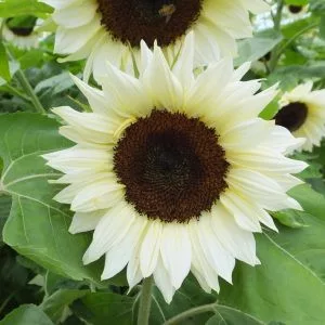 Helianthus annuus f1 pro cut white nite