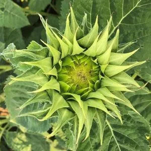 Helianthus annuus f1 sunfill green