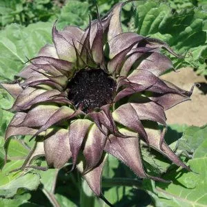 Helianthus annuus f1 sunfill purple