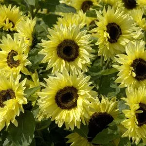 Helianthus annuus garden statement