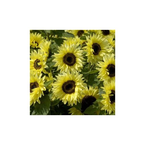 Helianthus annuus garden statement