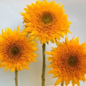 Helianthus annuus gemini summer f1