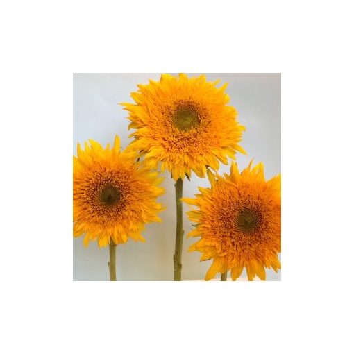 Helianthus annuus gemini summer f1