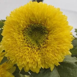 Helianthus annuus gummy bear