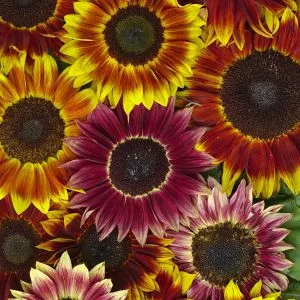 Helianthus annuus harlequin f1