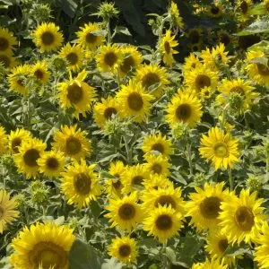Helianthus annuus irish eyes