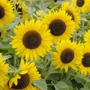Helianthus annuus little dorrit f1