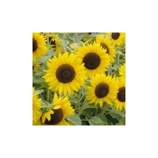 Helianthus annuus little dorrit f1