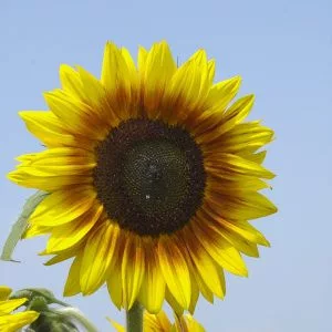 Helianthus annuus magic roundabout f1