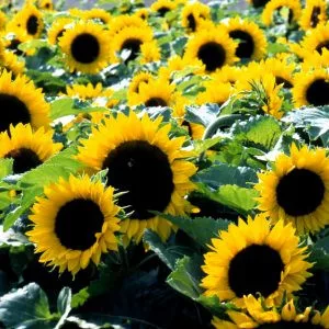 Helianthus annuus mezzulah f1
