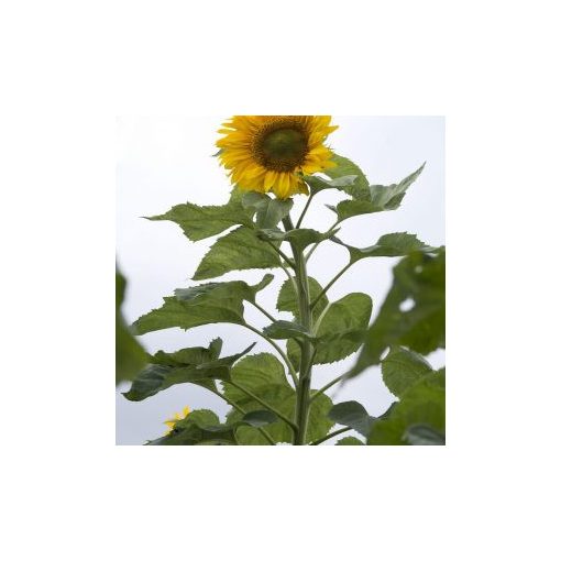 Helianthus annuus mongolian giant