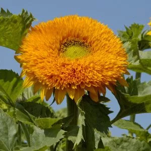 Helianthus annuus orange sun