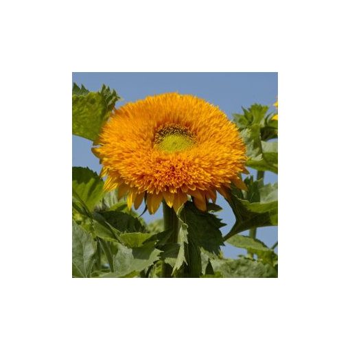 Helianthus annuus orange sun