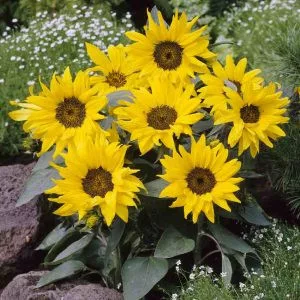 Helianthus annuus pacino cola