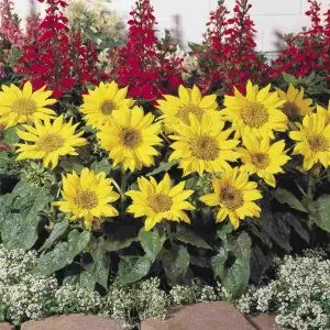 Helianthus annuus pacino gold