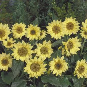 Helianthus annuus pacino lemon