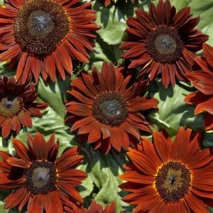 Helianthus annuus ruby f1