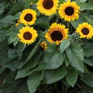 Helianthus annuus semi dwarf orange mahogany bicolour