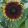 Helianthus annuus shock-o-lat f1