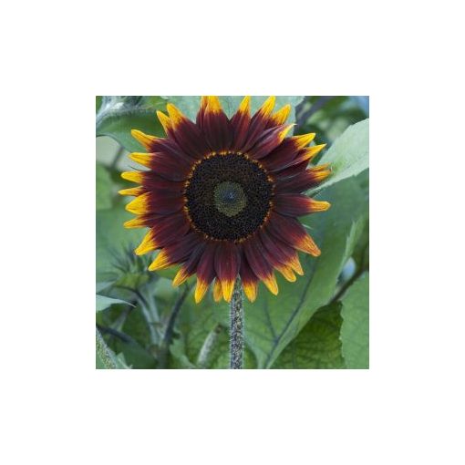 Helianthus annuus shock-o-lat f1