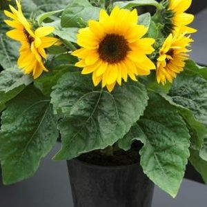 Helianthus annuus smiley