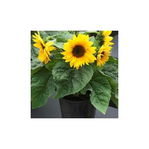 Helianthus annuus smiley