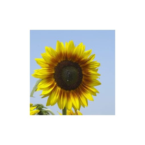 Helianthus annuus solar power f1