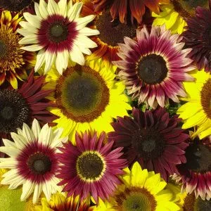 Helianthus annuus summertime mixture f1