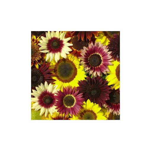 Helianthus annuus summertime mixture f1