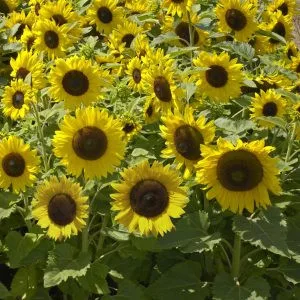 Helianthus annuus sunspot