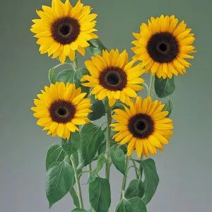 Helianthus annuus tiffany
