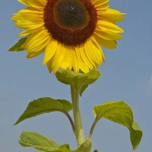 Helianthus annuus titanpeonu