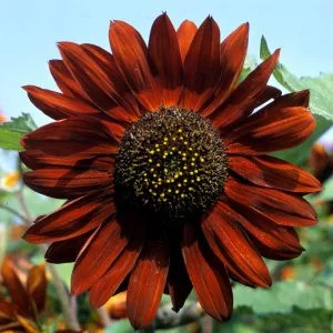 Helianthus annuus velvet queen