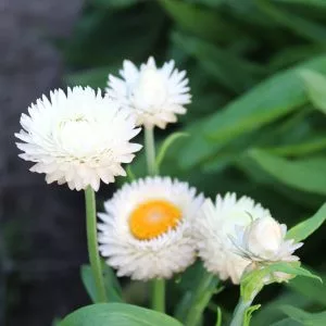 Helichrysum bracteatum creamy white