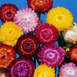 Helichrysum bracteatum formula mixture