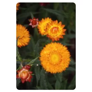 Helichrysum bracteatum golden yellow