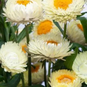 Helichrysum bracteatum king size frosted sulphur
