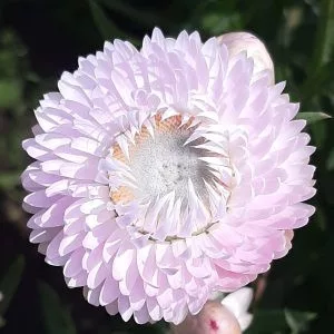Helichrysum bracteatum king size silvery rose