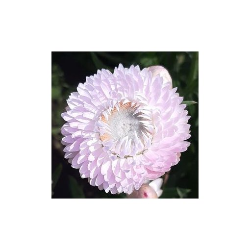 Helichrysum bracteatum king size silvery rose