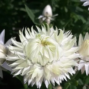 Helichrysum bracteatum king size silvery white