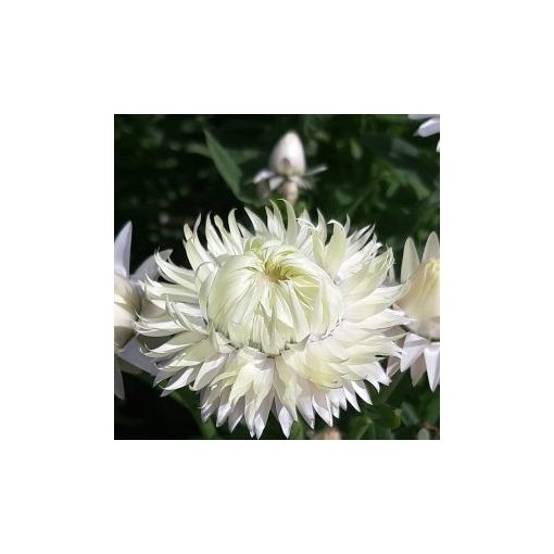 Helichrysum bracteatum king size silvery white