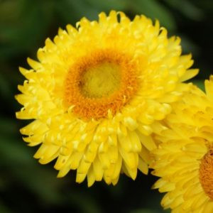 Helichrysum bracteatum lemon-yellow