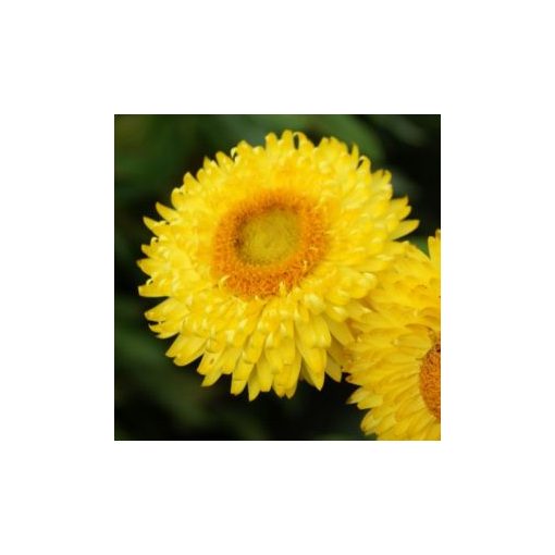 Helichrysum bracteatum lemon-yellow