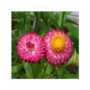 Helichrysum bracteatum rose